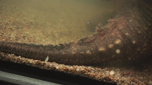 The tail and paw of a large alligator snapping turtle. Reptile body parts.