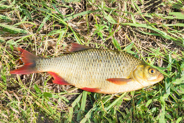 Fish with red fins on the grass