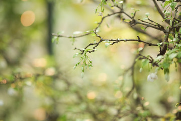 Beautiful leaves and flowers