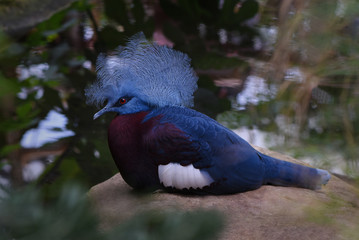 Victoria crowned pigeon sits on a rock near the lake