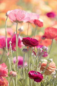 Fototapeta Photograph of a field of brightly colored Ranunculus flowers in a flower field