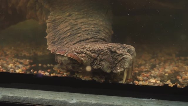 Alligator snapping turtle. Massive paw of a reptile with big claws.