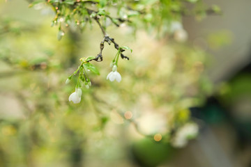 Beautiful leaves and flowers