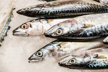 Poisson frais sur un étal, marché la Boqueria de Barcelone