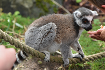 Lemur Linnaeus