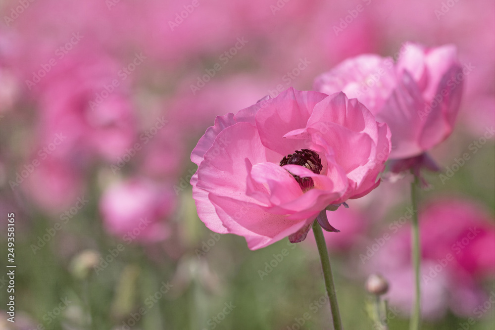 Wall mural Photograph of a large pink Ranunculus bloom in a field of pink flowers