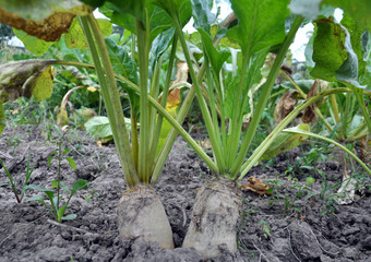 In the soil grows beet fodder