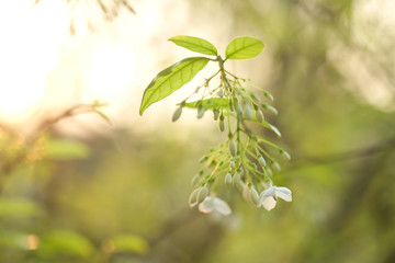 Beautiful leaves and flowers