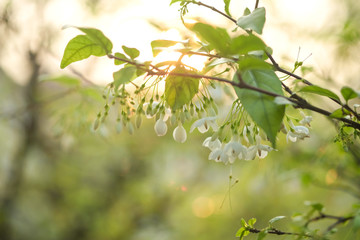 Beautiful leaves and flowers