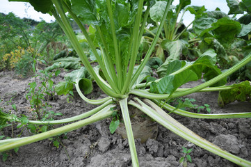 Obraz premium In the soil grows beet fodder