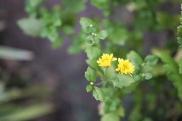 Beautiful leaves and flowers