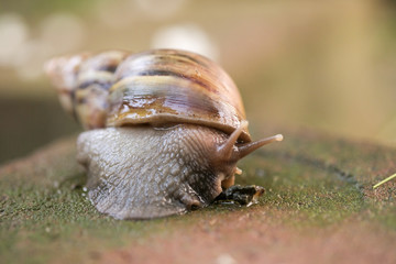 Big snail Crawling on the floor