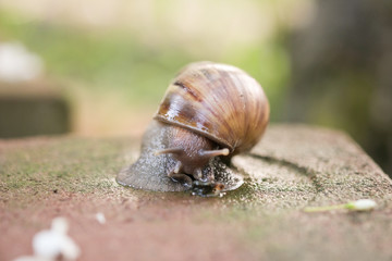 Big snail Crawling on the floor
