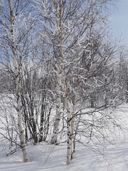Fototapeta na wymiar Birch Winter Frost Snow Natura