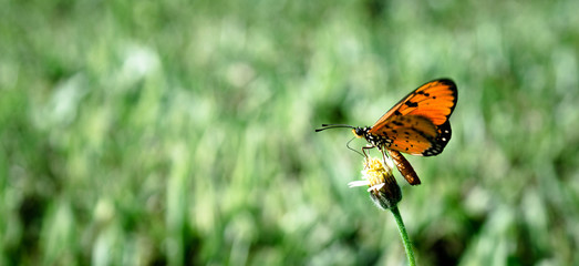 Fototapeta na wymiar Orange Monarch Butterfly