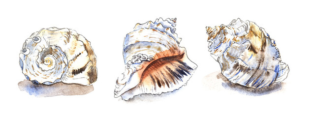 Set of three illustration of Seashell of cephalopod mollusk Rapana. Hand drawn watercolor sketch