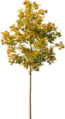 Acer platanoides - Spitzahorn