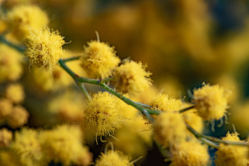 Mimosa Close up