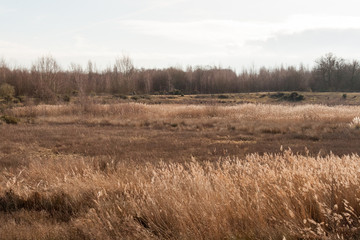 outside reeds along waterway nature landscape background