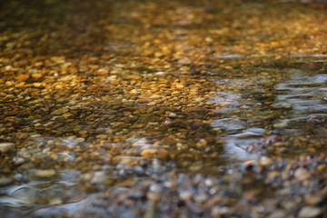 autumn leaves in water