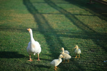 Ducks and Kids
