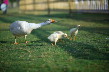 goose on grass