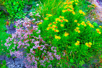 france; brittany,belle-île-en-mer  island  : flora