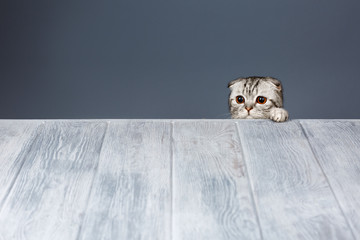 cat looking over gray wooden background