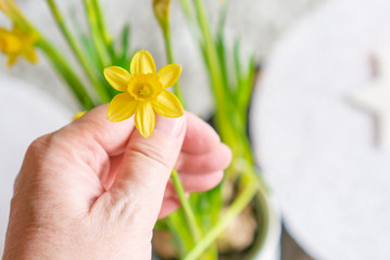 flower in hand