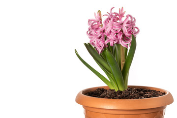 Pink Hyacinth Flowers Isolated on White Background