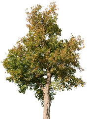 Acer pseudoplatanus - Bergahorn