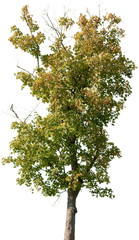 Acer pseudoplatanus - Bergahorn