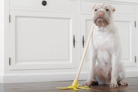 Shar-pei puppy dog sitting in the kitchen with a mop