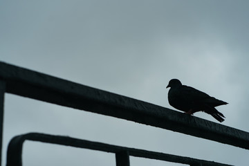 Silhouette of a pigeon sitting on a metal fence. City pigeon in winter