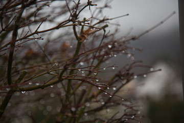 Garten im Regen