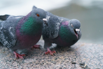 City pigeons eat sunflower seeds on the embankment of Moscow River in winter