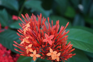 closeup of red flower