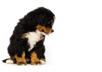 cute bernese mountain dog puppy