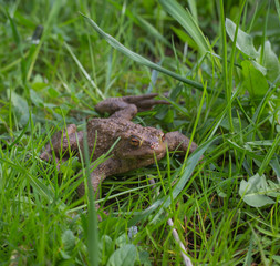 Kröte in der Wiese