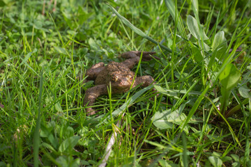 Kröte in der Wiese