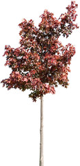 Acer platanoides royal red - Roter Spietzahorn