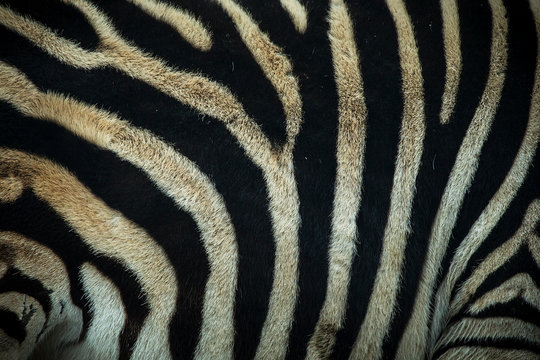 Close-up of a zebra's skin