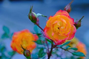 Fototapeta na wymiar Close up shot of roses in coral color with pink rim blooming to greet everyone.