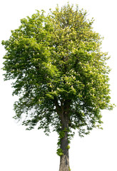 Aesculus hippocastanum - Gemeine Rosskastanie