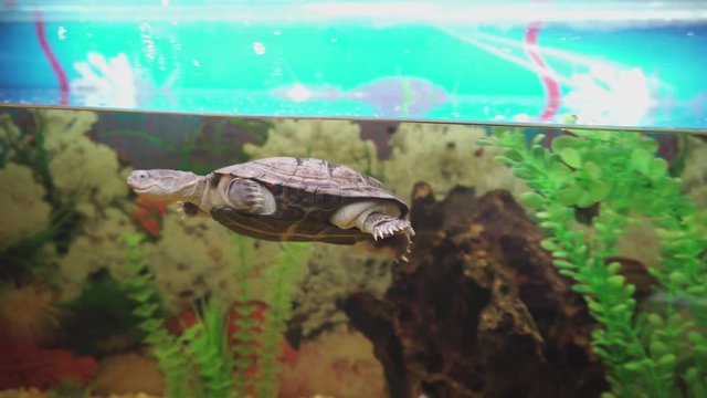 Tiny side-necked turtle swims in aquarium.