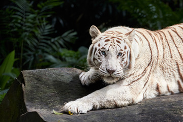 Forceful white tiger with blue eyes is resting on the rock