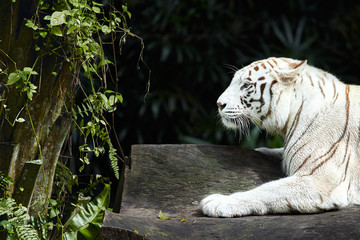 Forceful white tiger with blue eyes is resting on the rock