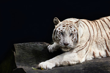 Forceful white tiger with blue eyes is resting on the rock