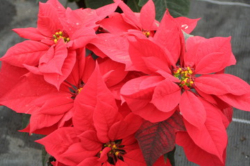 hermosas nochebuenas rojas