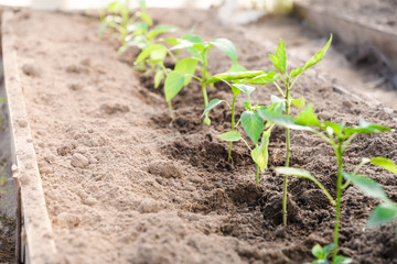 The seedlings of bell pepper in greenhouse light macro